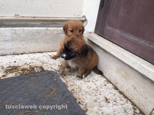 I cuccioli trovati a Vallerano