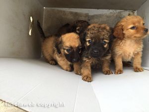 I cuccioli trovati a Vallerano