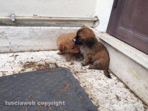I cuccioli trovati a Vallerano