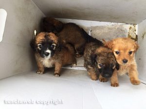 I cuccioli trovati a Vallerano