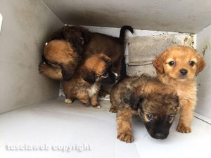 I cuccioli trovati a Vallerano
