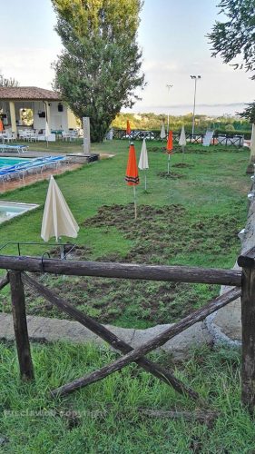 Viterbo - Cinghiali distruggono lo sporting club Orange