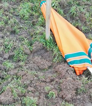 Viterbo - Cinghiali distruggono lo sporting club Orange