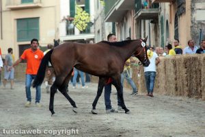 Ronciglione - Corse a vuoto - La cavalla Queen King del rione Campanone