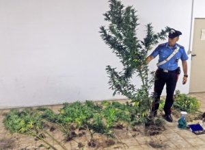 Capranica - Le piante sequestrate dai carabinieri