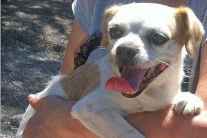 Viterbo - Trovata cagnolina su strada Gavazzano