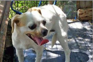 Viterbo - Trovata cagnolina su strada Gavazzano
