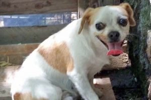 Viterbo - Trovata cagnolina su strada Gavazzano