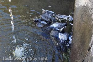 Viterbo - Fontana grande - Piccioni morti nell'acqua