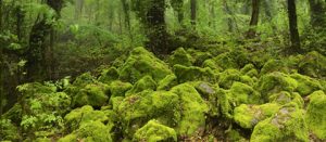 Acquapendente - Il bosco del Sasseto