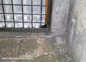 Viterbo - Topo in via Cacciamele