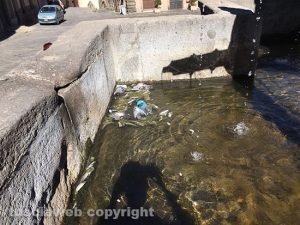 Viterbo - Fontana grande - Piccioni morti nell'acqua