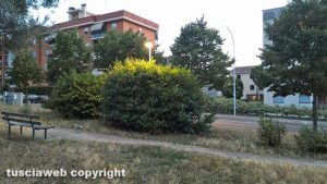 Viterbo - Giardinetti pubblici in viale Bruno Buozzi - Lampioni coperti dalle piante