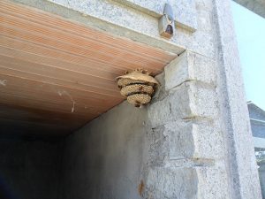 Montefiascone - I volontari Asvom bonificano nidi di calabrone al cimitero