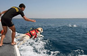 Un cane della scuola italiana salvataggio
