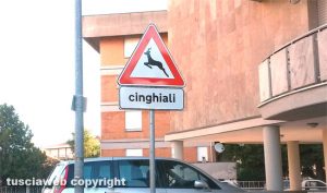 Viterbo - Via Monte Cervino - Il cartello "Attenti al cinghiale"
