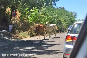 Viterbo - Due cavalli sulla Cassia Sud