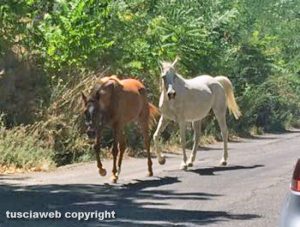 Viterbo - Due cavalli sulla Cassia Sud