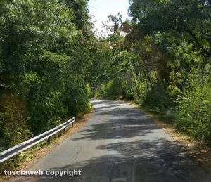 Strada tra Blera e Monte Romano invasa dalle erbacce
