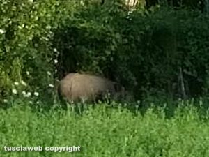 Viterbo - Un cinghiale nei pressi di via Genova