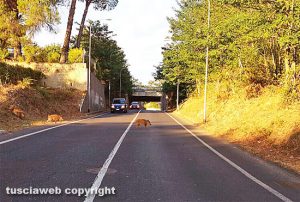 Viterbo - I cinghiali attraversano la strada nei pressi di via Genova