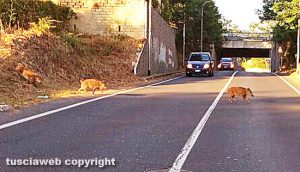 Viterbo - I cinghiali attraversano la strada