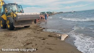 Tarquinia - Animale spiaggiato sulla riva