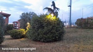 Viterbo - Giardinetti pubblici in viale Bruno Buozzi - Lampioni coperti dalle piante