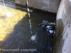 Viterbo - Fontana grande - Piccioni morti nell'acqua