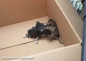 Ischia di Castro - I gattini salvati dalla protezione civile