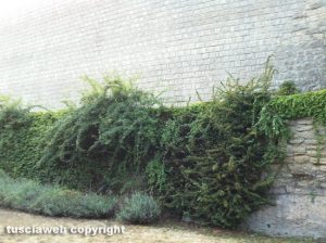 Viterbo - Degrado al giardino di Porta Fiorita