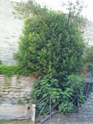 Viterbo - Degrado al giardino di Porta Fiorita