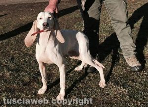San Lorenzo Nuovo - Uno dei cani di razza Porcelaine rubato