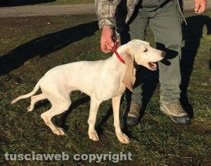 San Lorenzo Nuovo - Uno dei cani di razza Porcelaine rubato