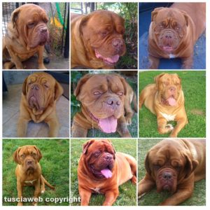 Boia, Lei, Kelly, Leone, Lui, Milady, Camilla, Bullo, Kenya