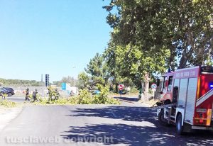 Viterbo - L'albero abbattuto dal vento