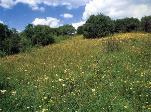 Acquapendente - Riserva naturale monte Rufeno