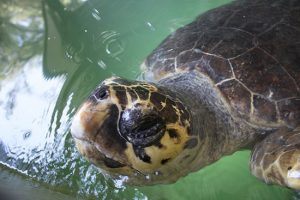 Una tartaruga caretta caretta