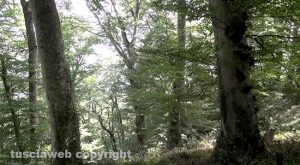 Ronciglione - Località Macchia grossa, dove si concentrarono le ricerche
