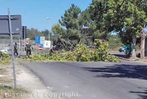 Un albero abbattuto dal vento - vigili del fuoco al lavoro