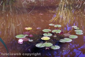 Le ninfee all'orto botanico