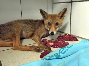 Montefiascone - La volpe Foxy prima di tornare in libertà