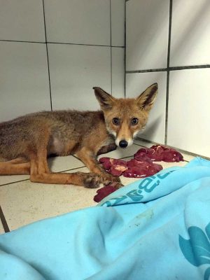 Montefiascone - La volpe Foxy prima di tornare in libertà