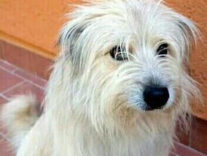 Titù, il cane soccorritore