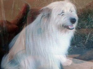 Titù, il cane soccorritore 