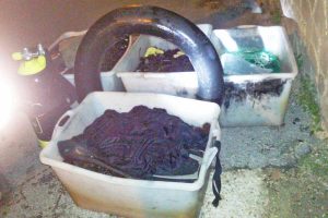 Santa Marinella - I ricci di mare salvati