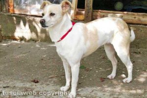 La cagnolina smarrita a San Martino al Cimino