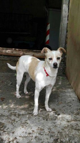 La cagnolina smarrita a San Martino al Cimino 