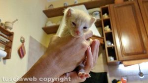Viterbo - Il gattino ritrovato fuori il tribunale