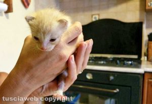 Viterbo - Il gattino ritrovato fuori il tribunale